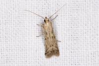 Phycitodes