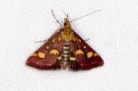 Pyrausta purpuralis