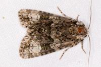 Craniophora ligustri