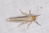Manulea complana