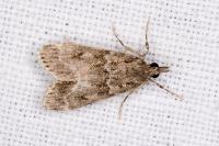 Eudonia mercurella