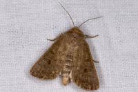 Hoplodrina ambigua