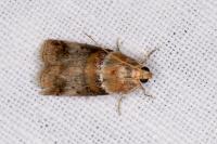 Acrobasis tumidana