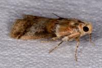 Acrobasis tumidana