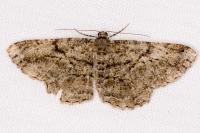 Peribatodes rhomboidaria