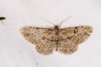 Peribatodes rhomboidaria
