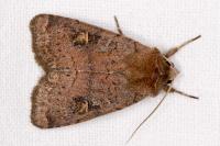 Xestia xanthographa