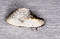 Cilix glaucata