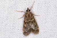 Eudonia mercurella