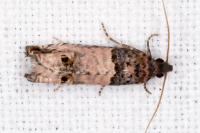 Notocelia incarnatana