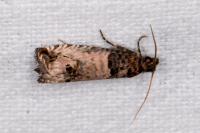 Notocelia incarnatana