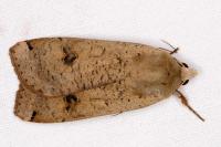 Noctua pronuba