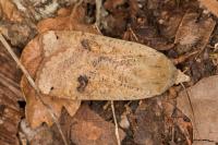 Noctua pronuba