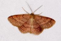 Scopula rubiginata
