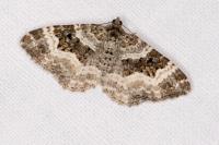 Epirrhoe alternata