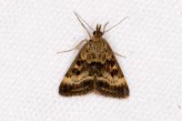 Pyrausta despicata