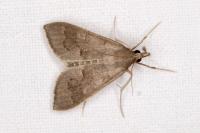 Mecyna asinalis
