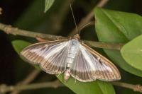Cydalima perspectalis