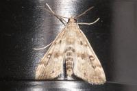 Parapoynx stratiotata