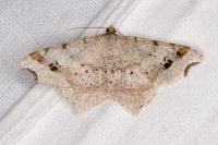 Macaria alternata