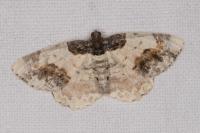 Ligdia adustata