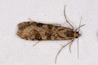 Nomophila noctuella