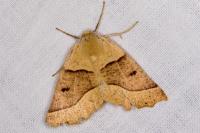 Crocallis elinguaria