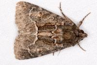 Thalpophila matura