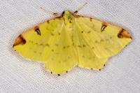 Opisthograptis luteolata