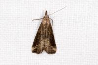 Schrankia costaestrigalis