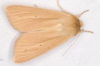 Mythimna pallens