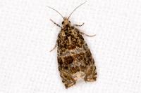 Celypha lacunana