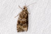 Celypha lacunana