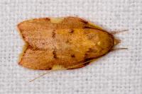 Carcina quercana