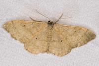 Idaea aversata