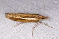 Agriphila tristella