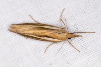 Agriphila tristella
