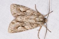 Meganephria bimaculosa