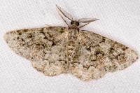 Cleorodes lichenaria