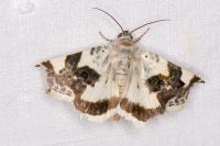 Acontia lucida
