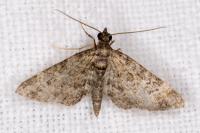 Gymnoscelis rufifasciata