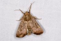 Hoplodrina ambigua