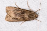 Agrotis ipsilon