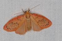 Miltochrista miniata