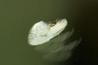 Cilix