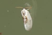 Cilix