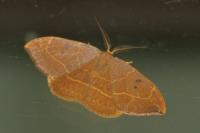 Watsonalla binaria