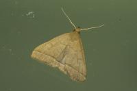Herminia tarsipennalis