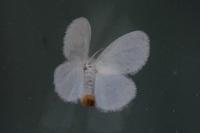 Sphrageidus similis