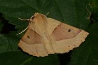 Crocallis elinguaria